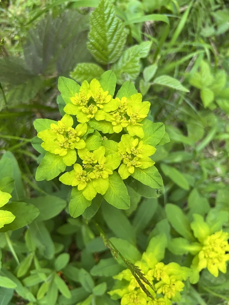 Euphorbia Polychroma