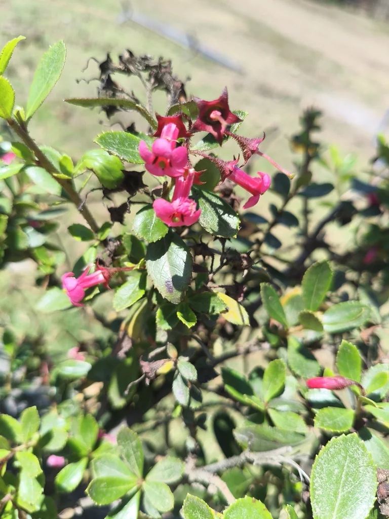Escallonia Rubra