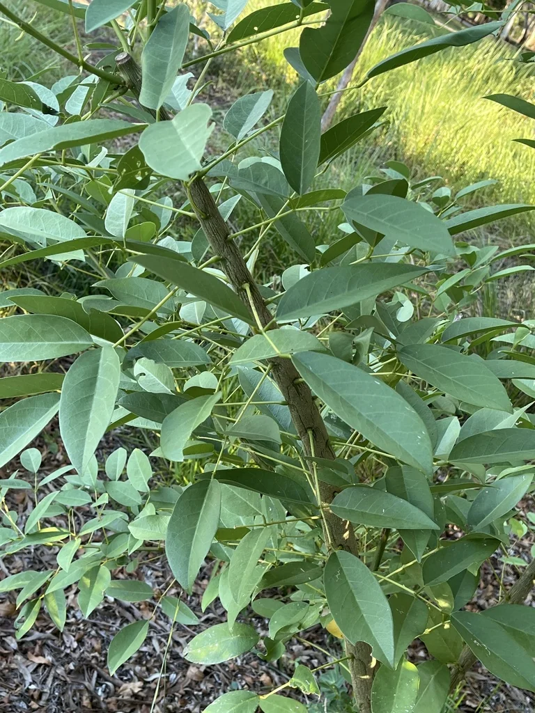 Erythrina Crista-Galli