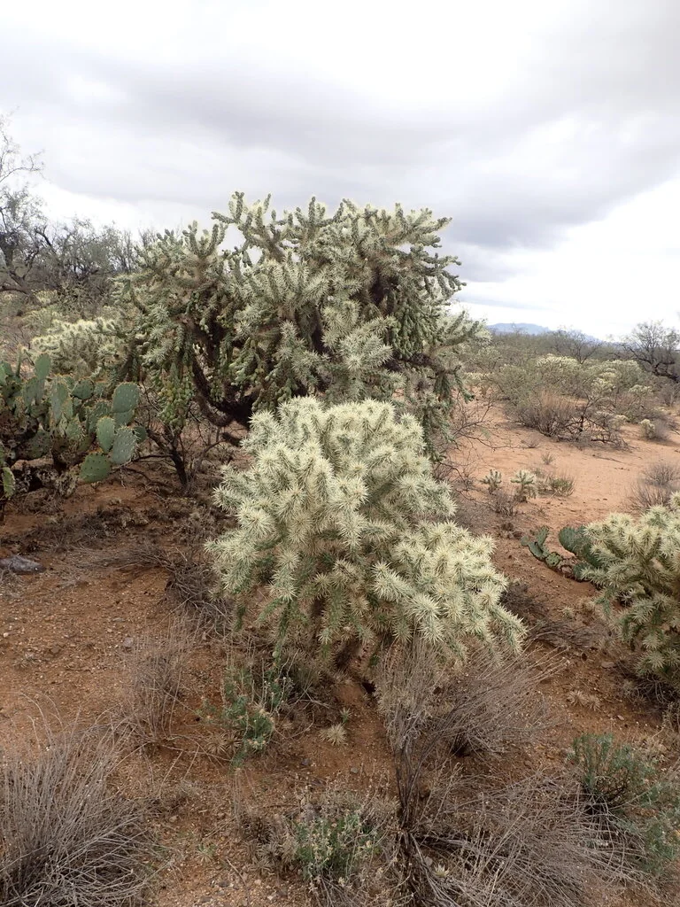 Opuntia Fulgida