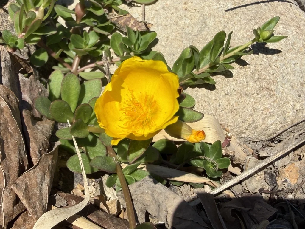 Portulaca umbraticola