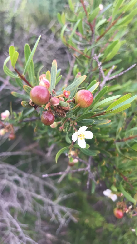Cneoridium Dumosum