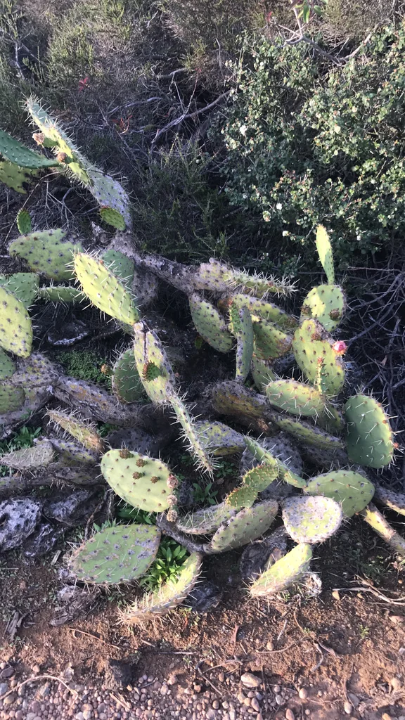 Opuntia littoralis
