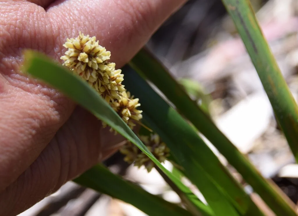Lomandra Longifolia