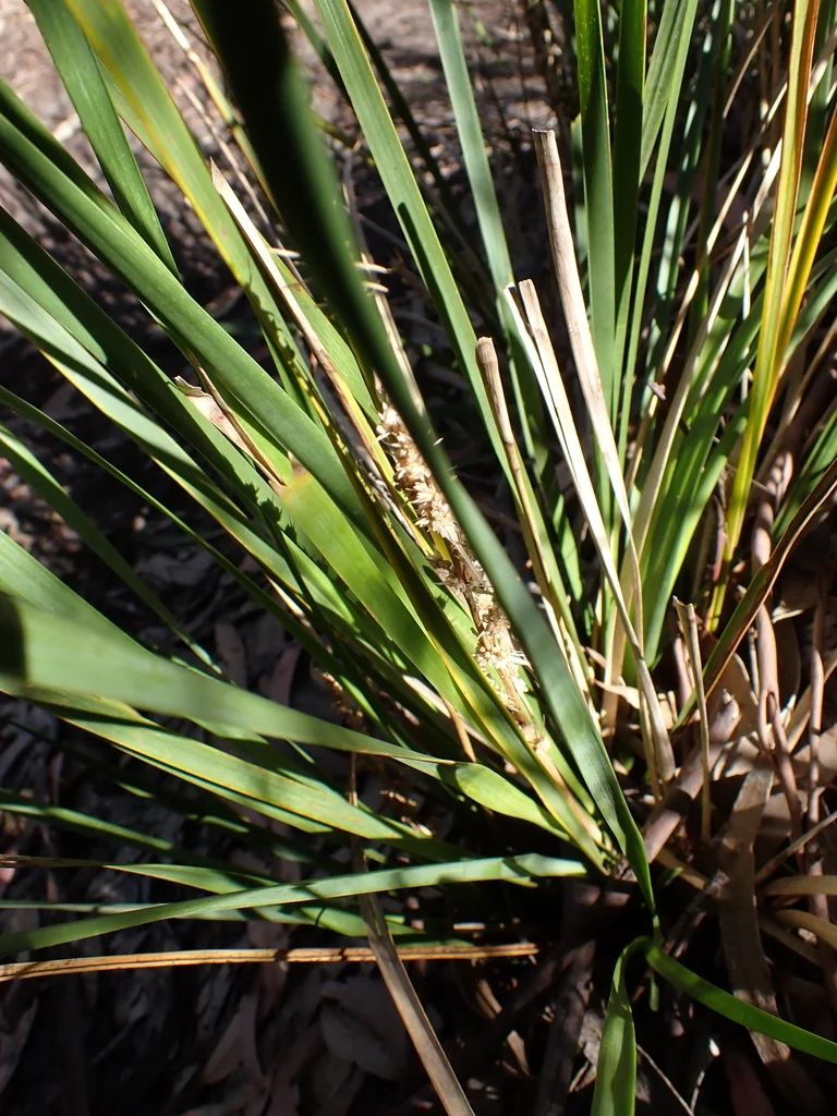 Lomandra Longifolia
