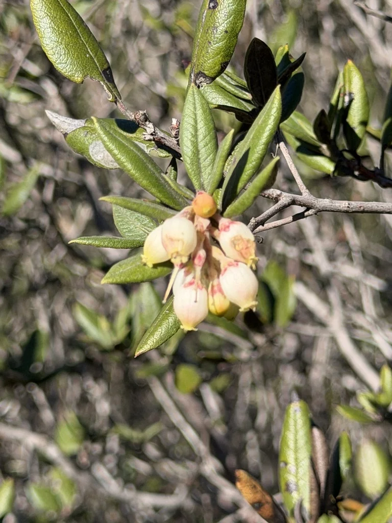Xylococcus bicolor