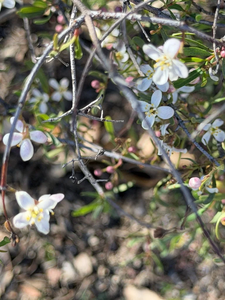 Cneoridium Dumosum