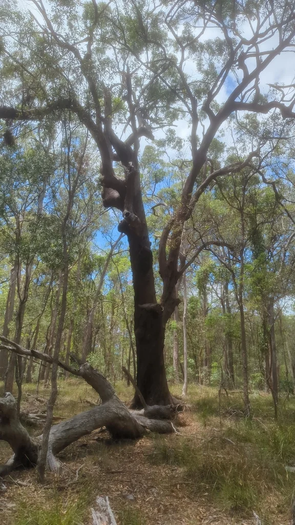 Eucalyptus Microcorys