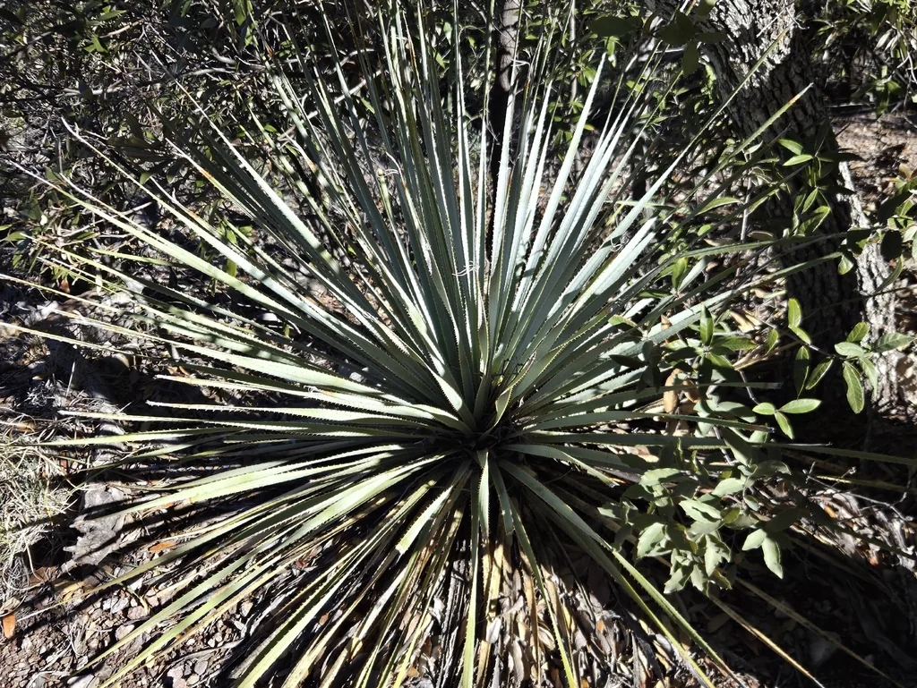 Dasylirion Wheeleri