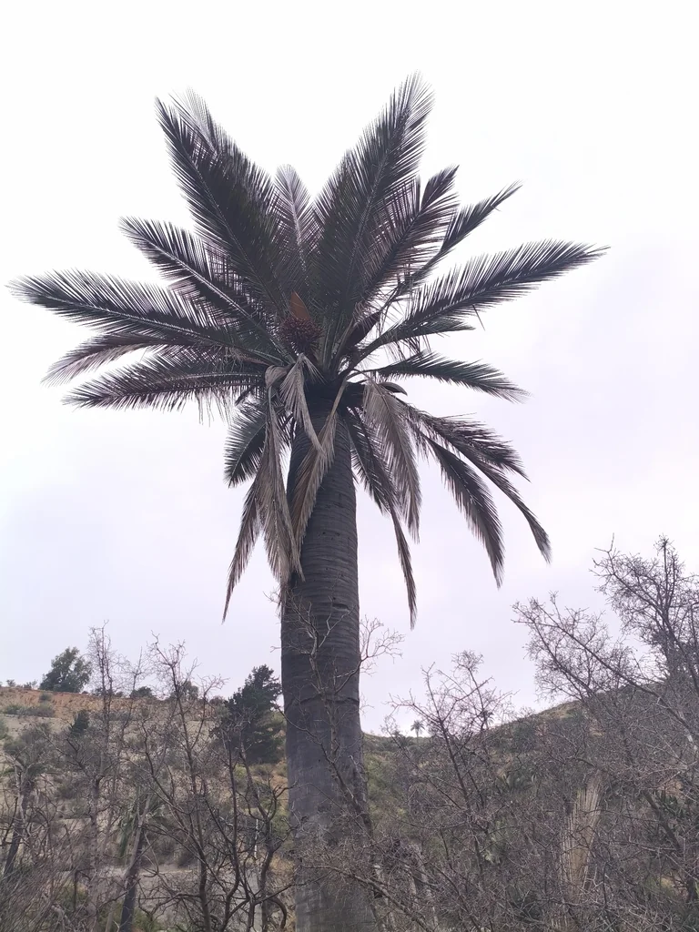 Jubaea Chilensis