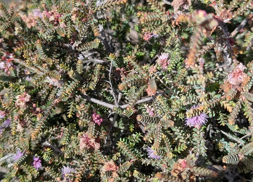 Melaleuca Gibbosa