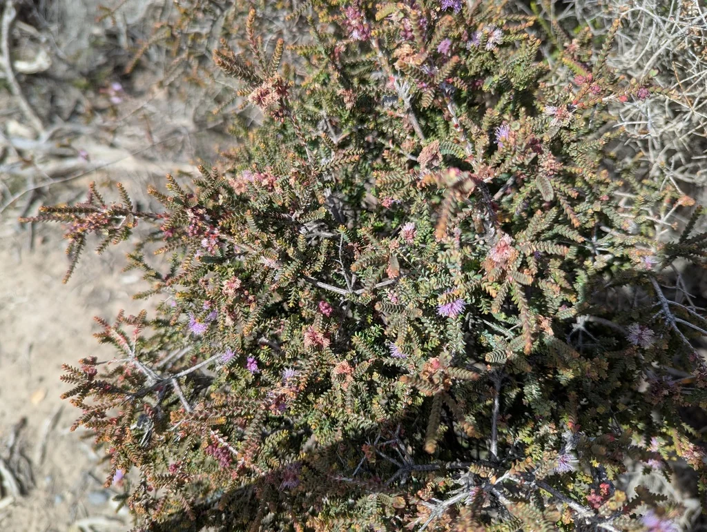 Melaleuca Gibbosa