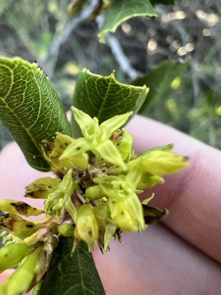 Rhamnus Ilicifolia