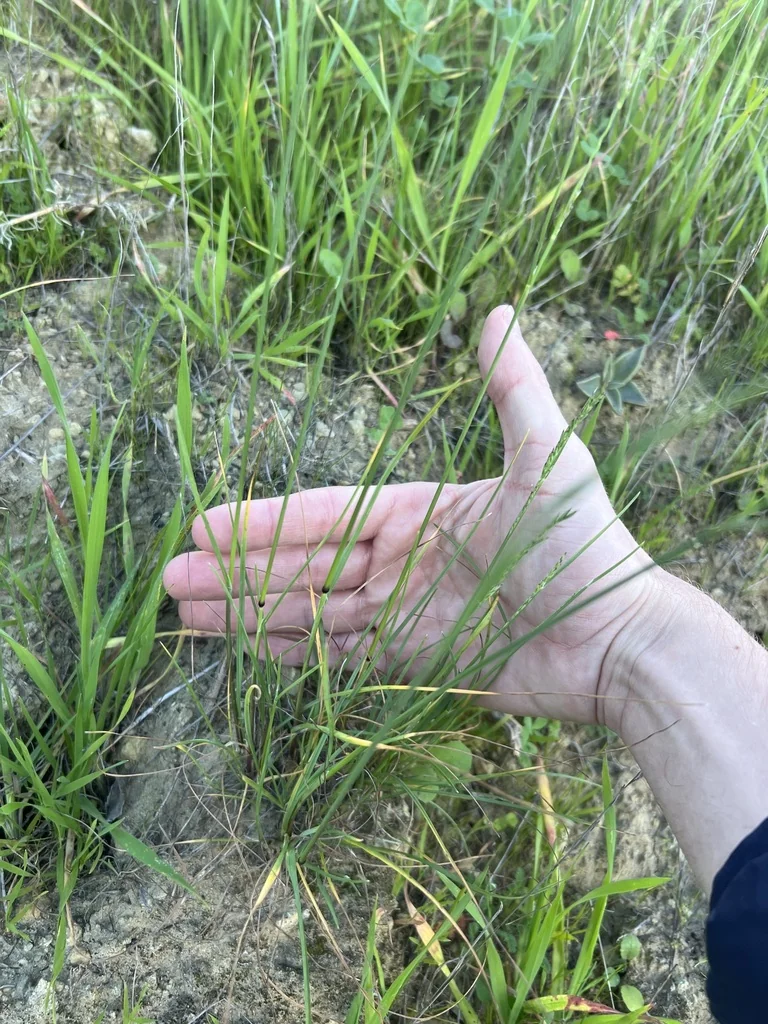 Poa Secunda