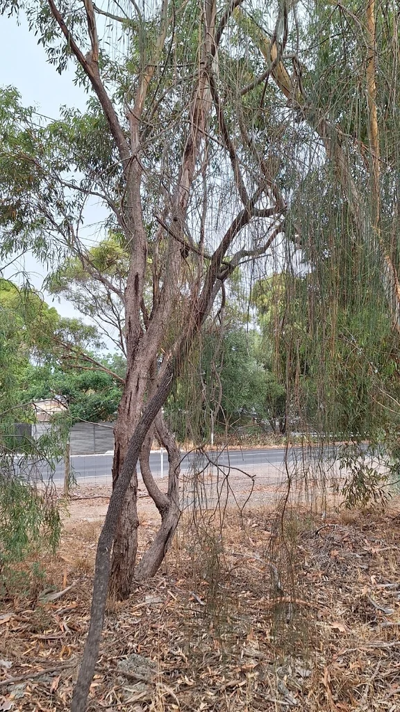 Casuarina stricta