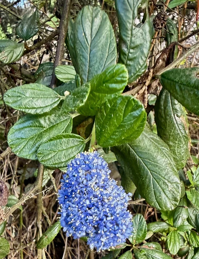 Ceanothus Thyrsiflorus