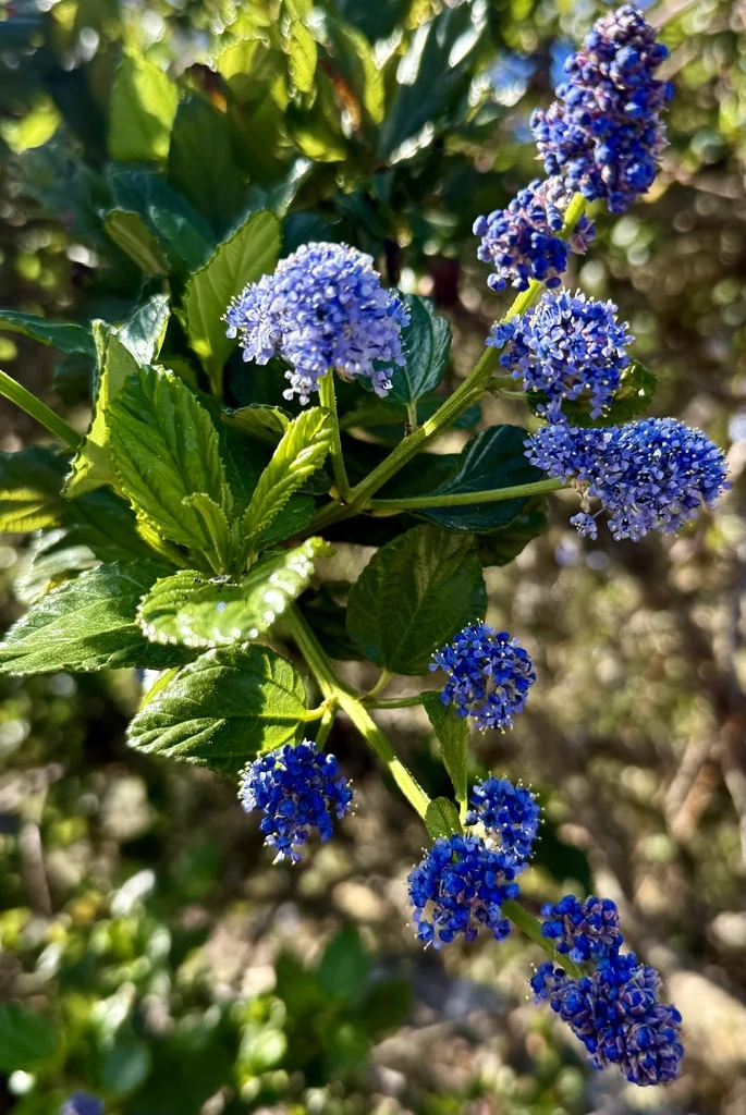 Ceanothus Thyrsiflorus
