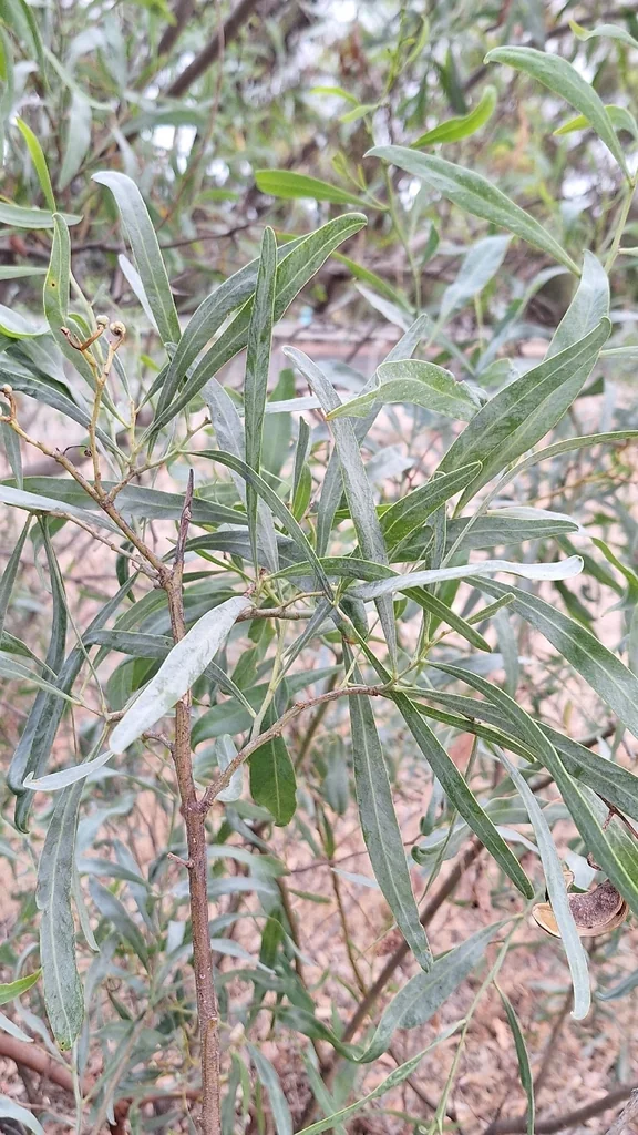 Acacia Salicina