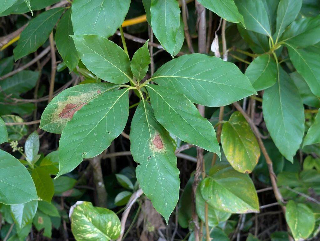 Persea Americana