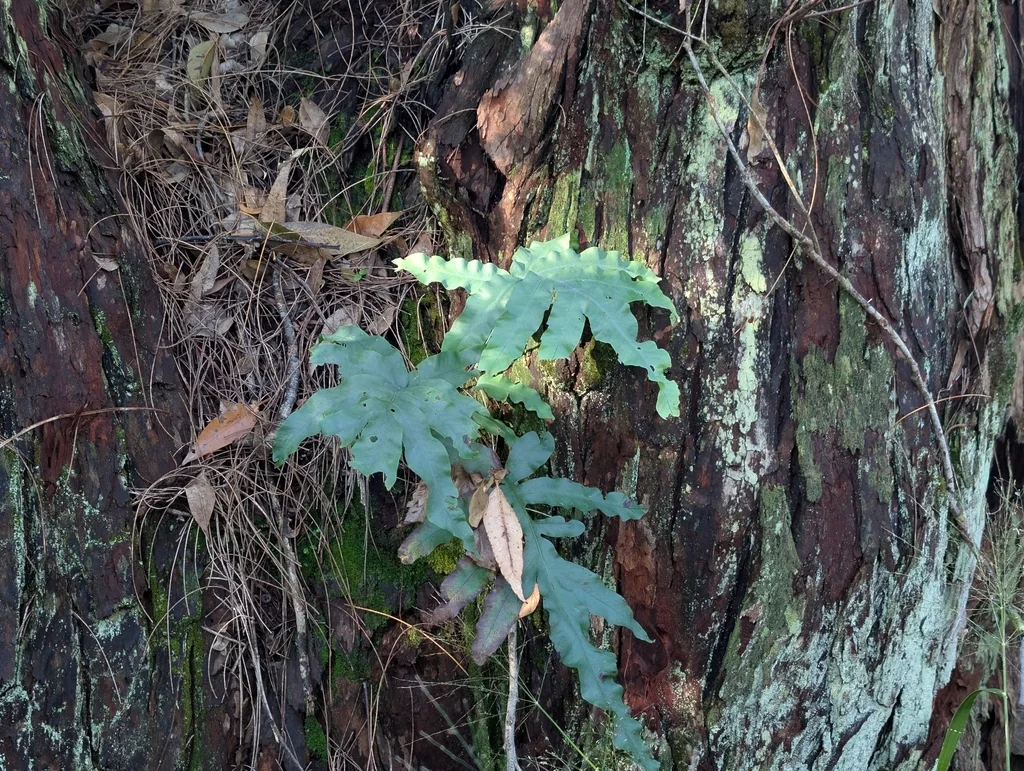 Phlebodium Aureum