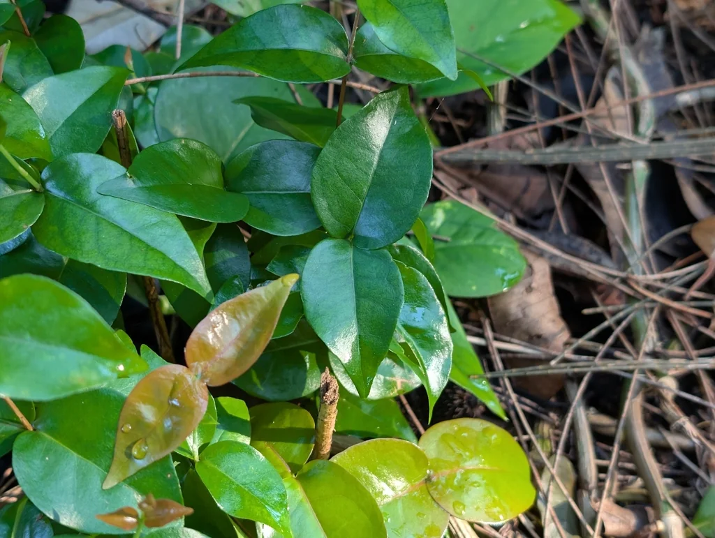 Eugenia Uniflora
