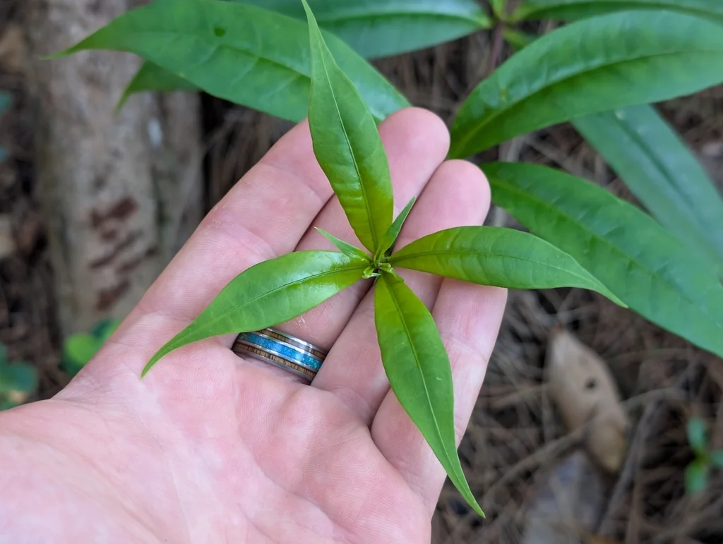 Allamanda Cathartica