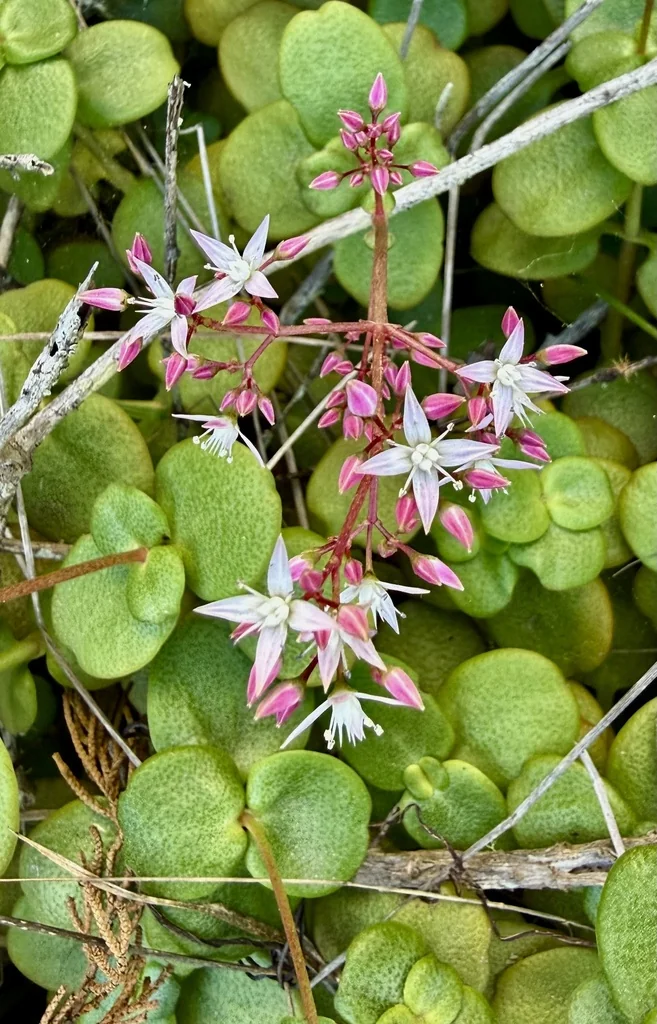 Crassula Multicava