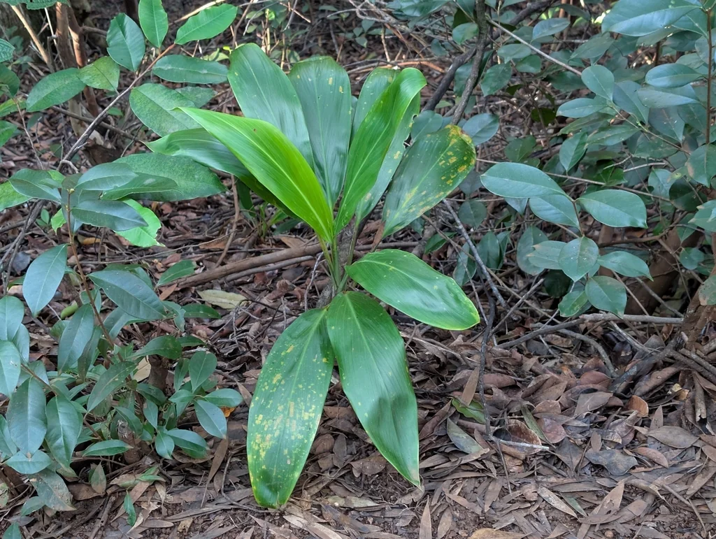 Cordyline fruticosa