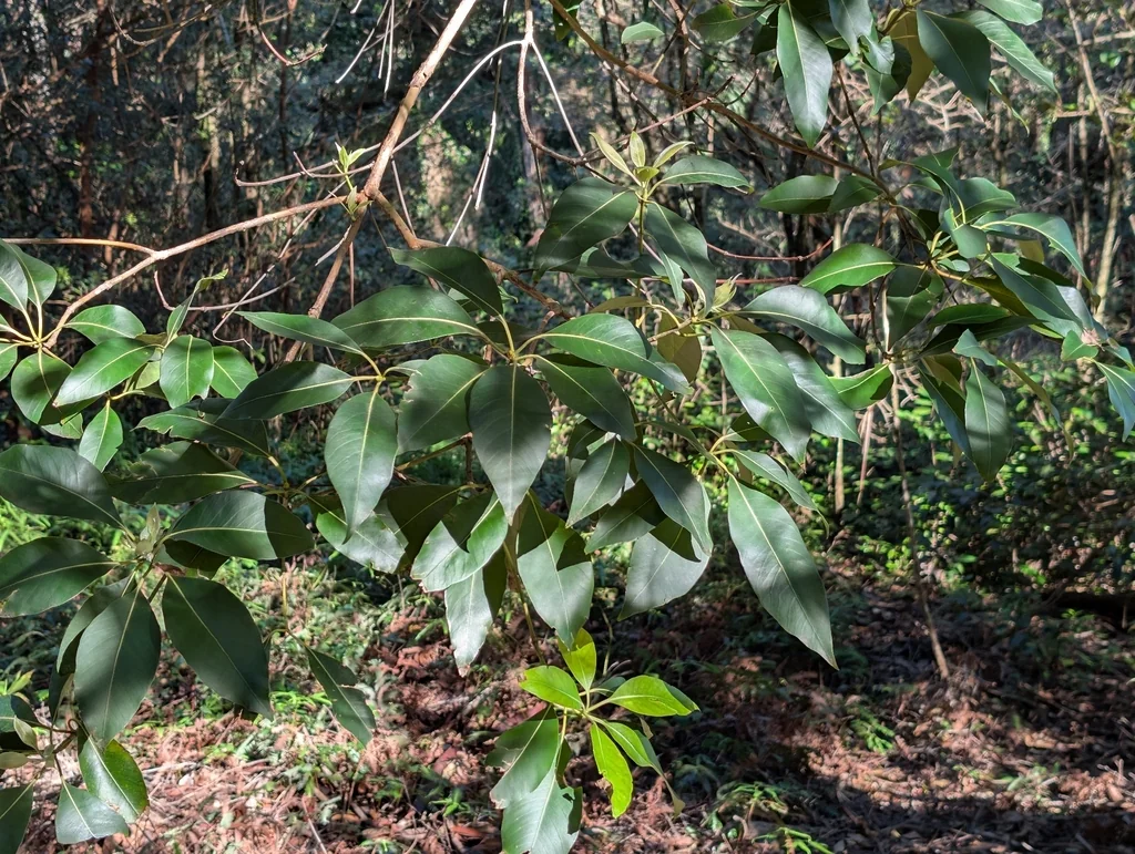 Lophostemon Confertus