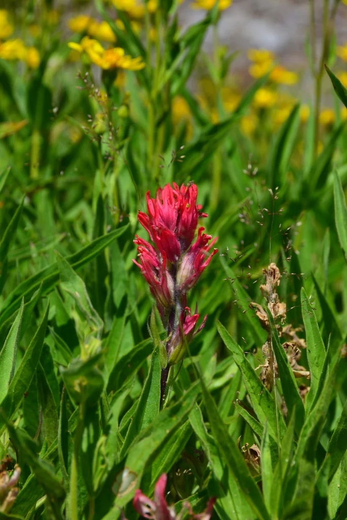 Castilleja Parviflora