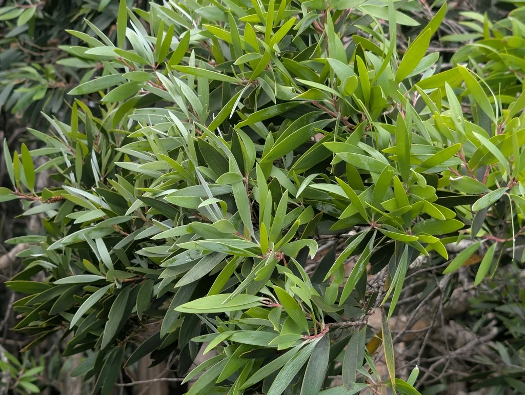 Melaleuca Quinquenervia