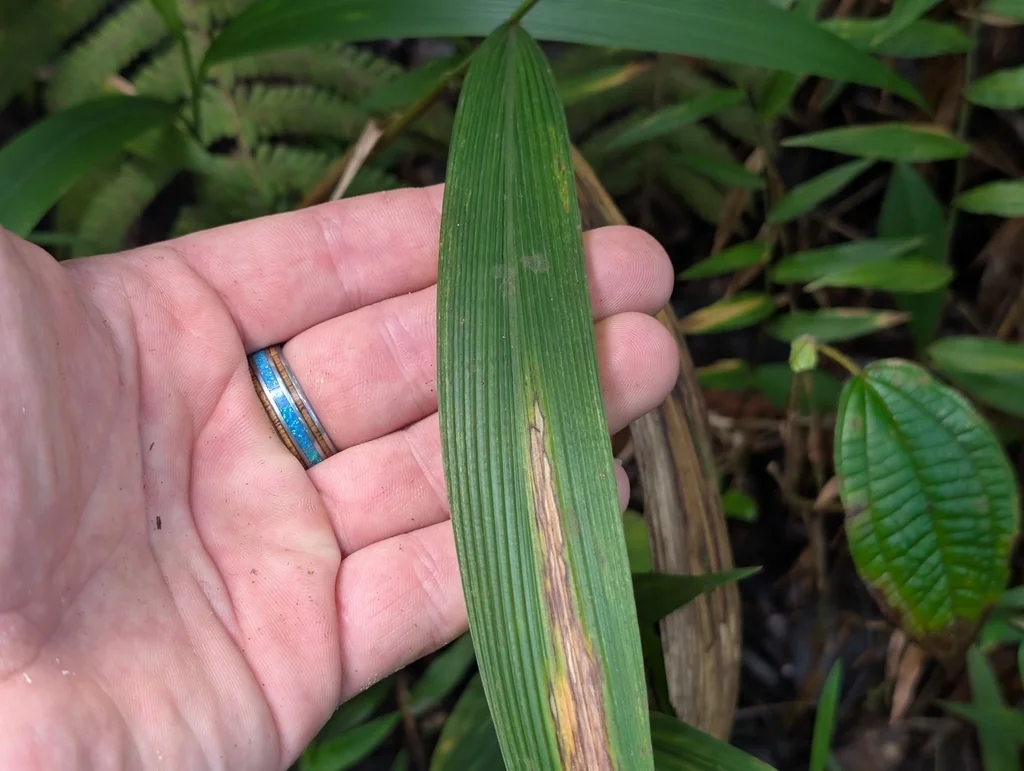 Setaria Palmifolia