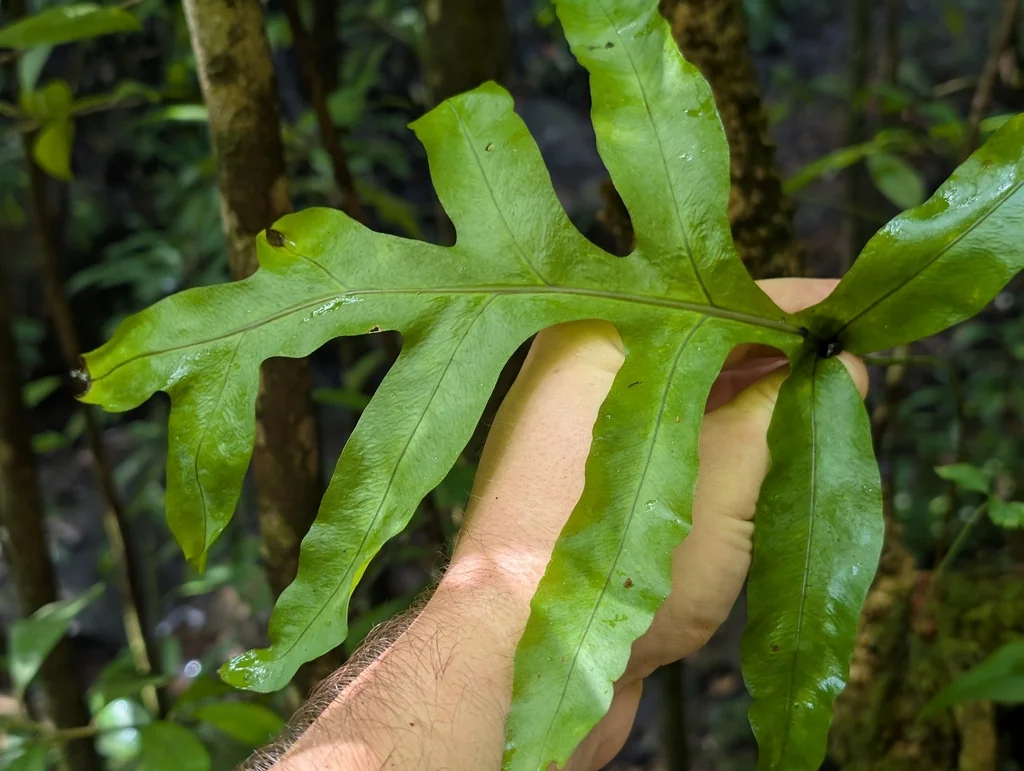 Phlebodium Aureum