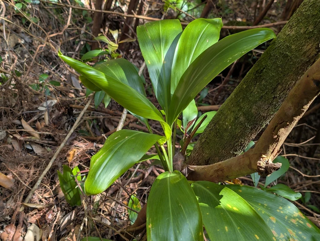 Cordyline fruticosa