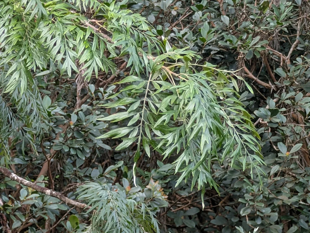 Grevillea Robusta