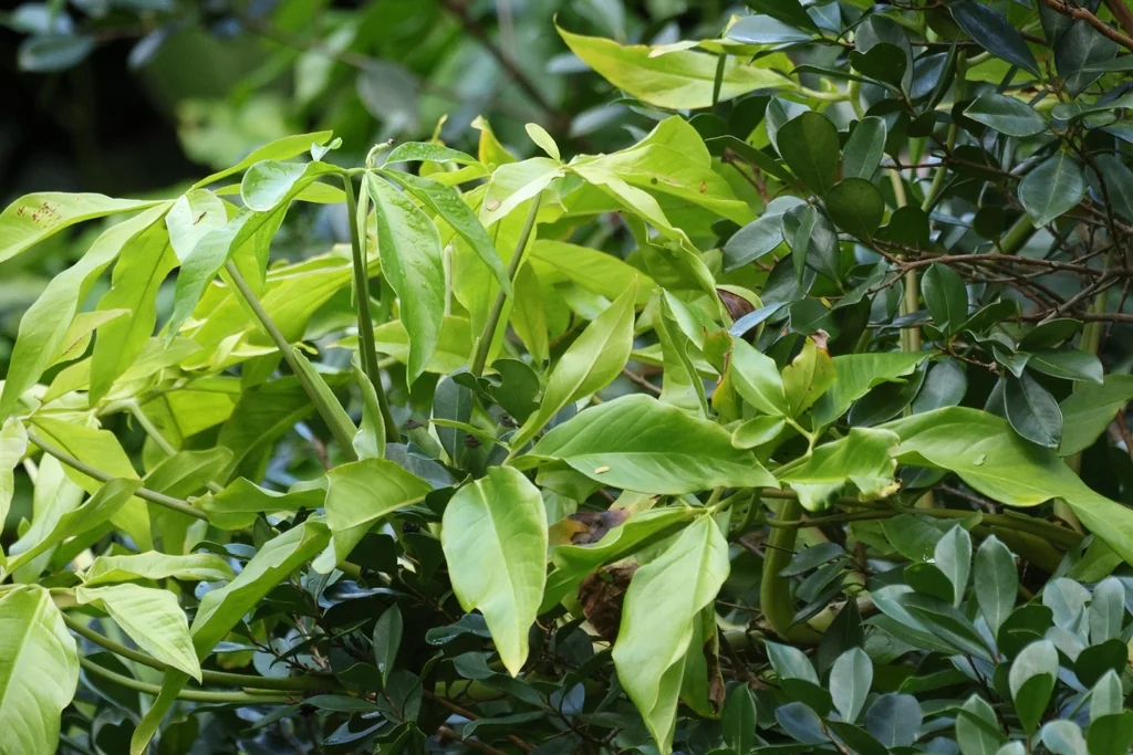 Syngonium podophyllum