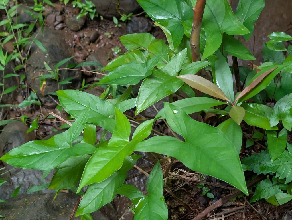 Syngonium podophyllum