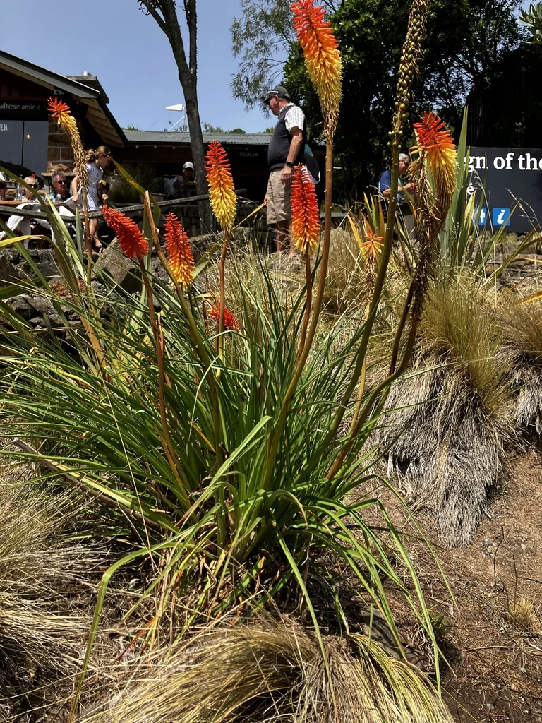Kniphofia Uvaria