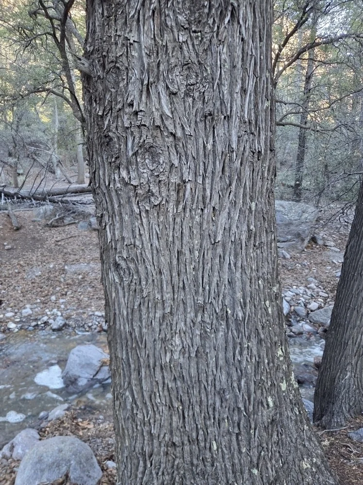 Cupressus Arizonica