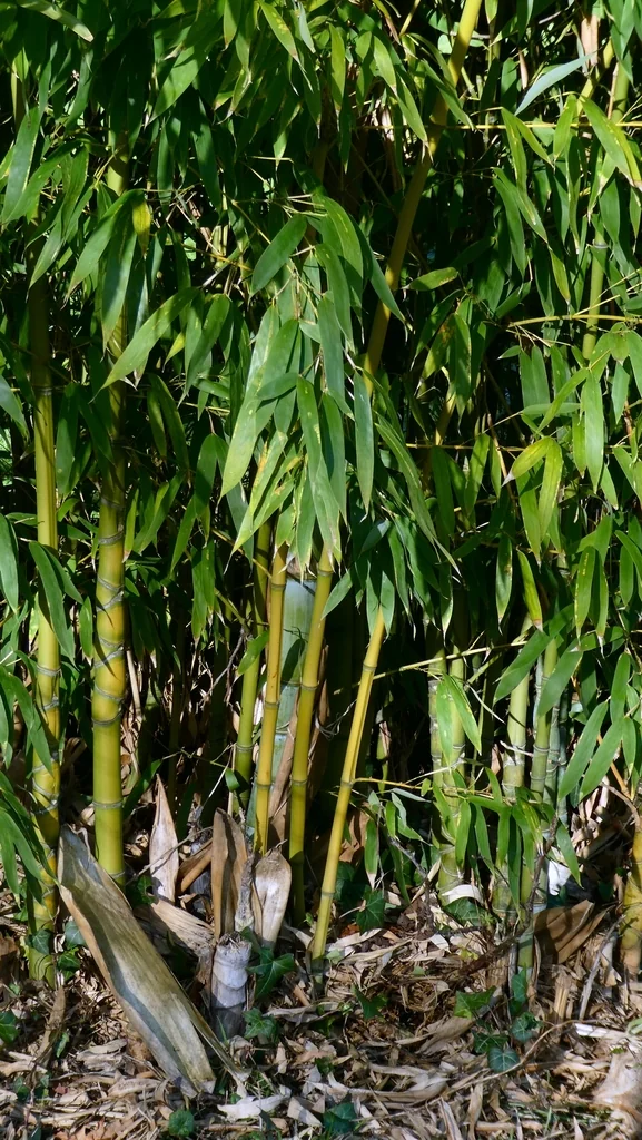 Phyllostachys Aurea