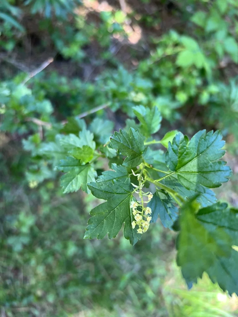 Ribes Alpinum