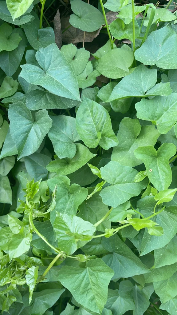 Ipomoea batatas