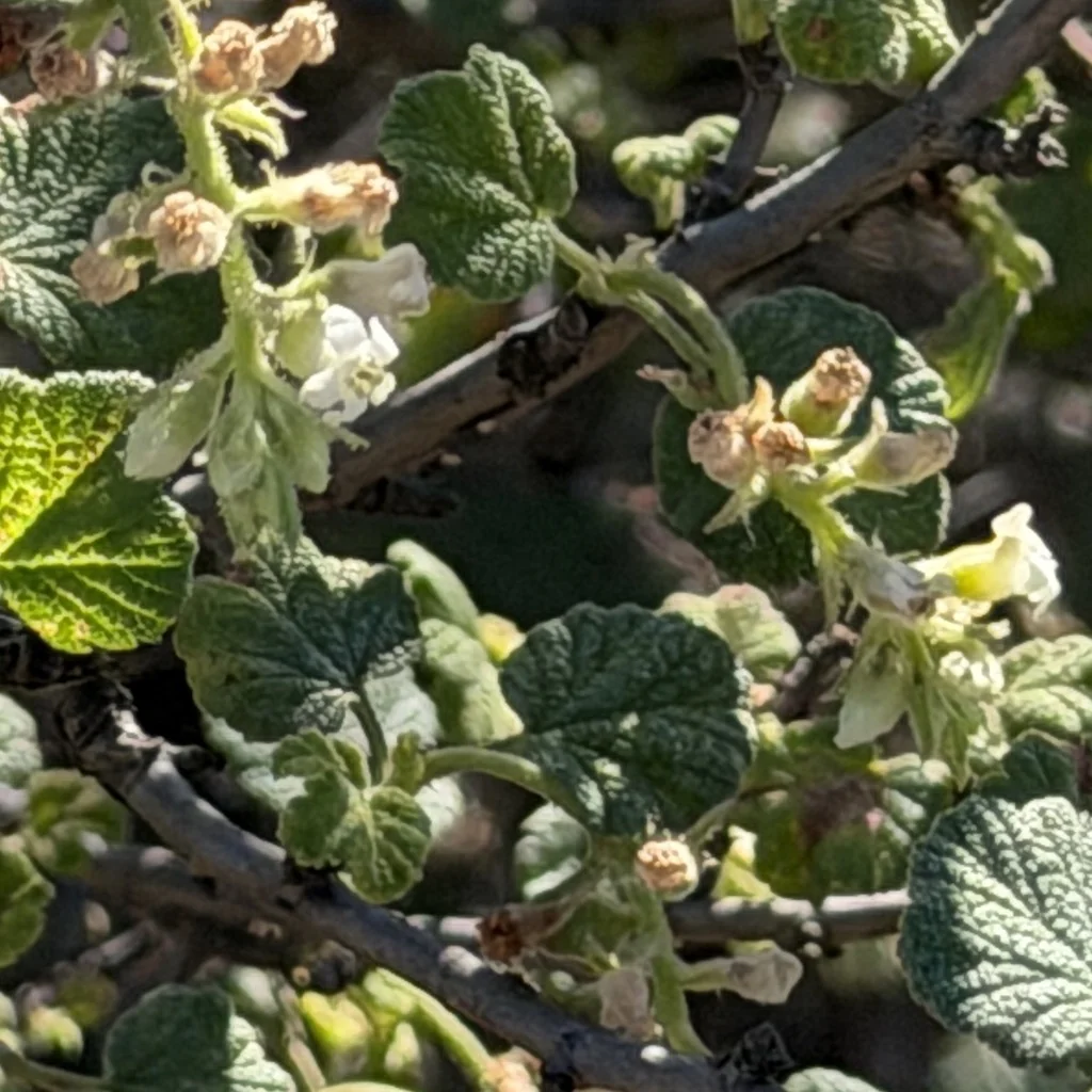 Ribes Indecorum