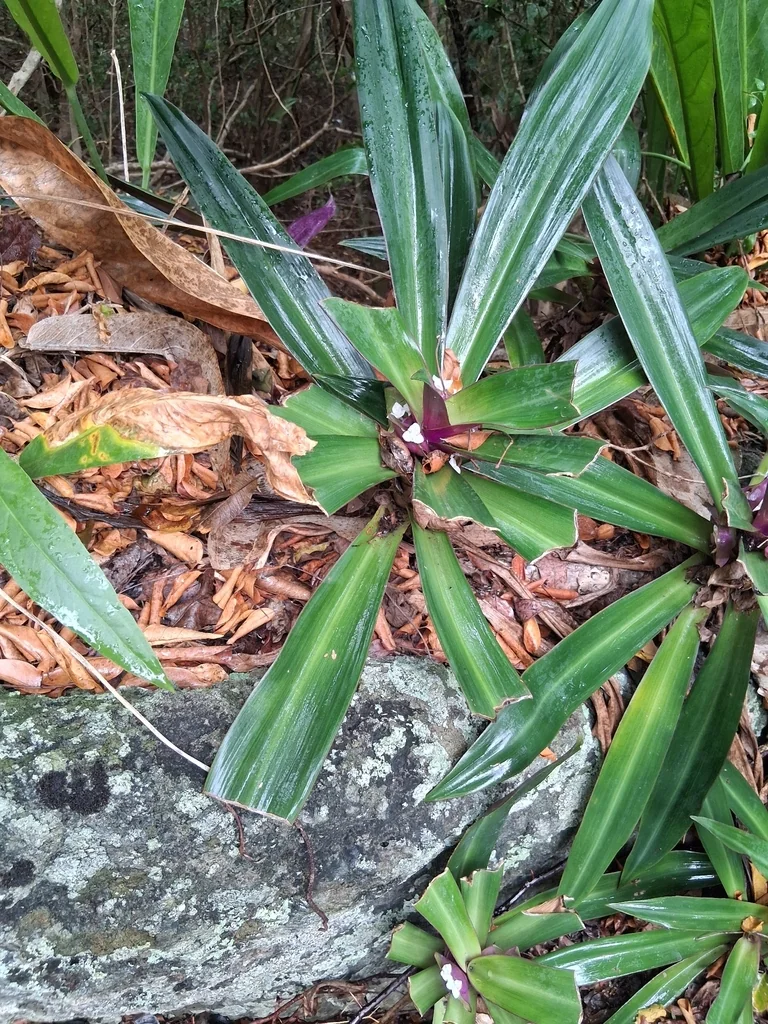 Tradescantia Spathacea