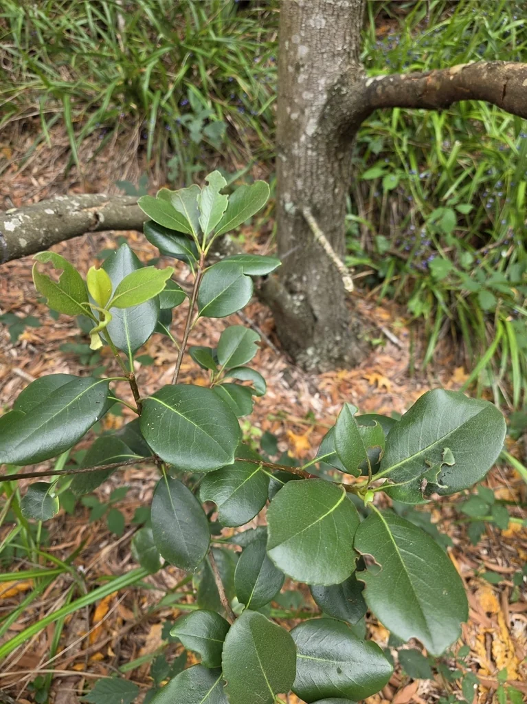 Rhaphiolepis Umbellata