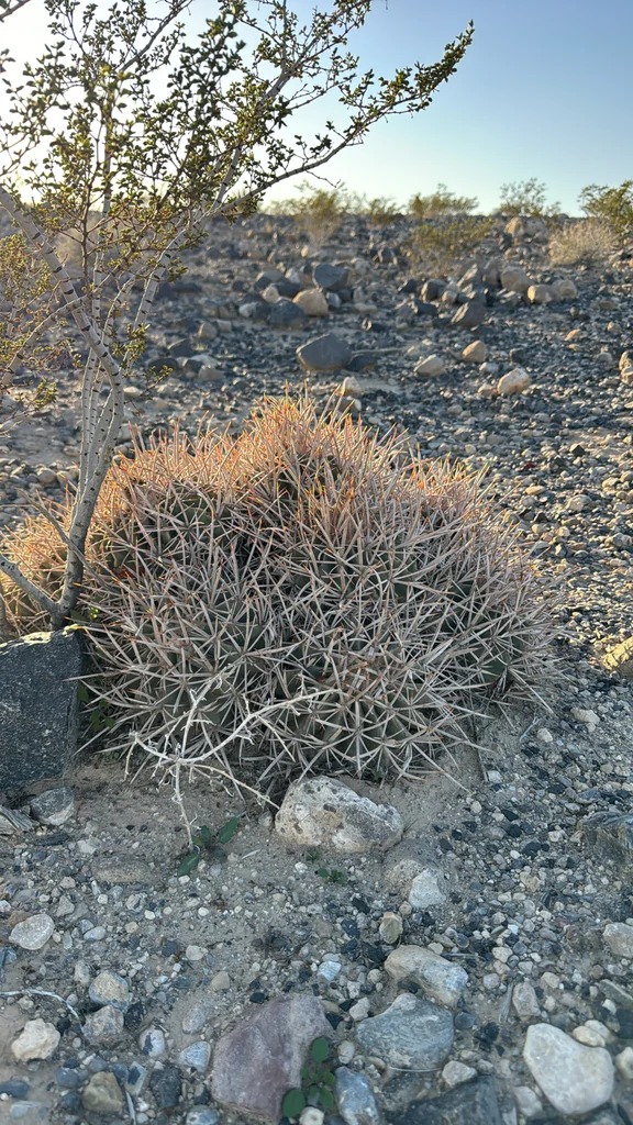 Echinocactus Polycephalus