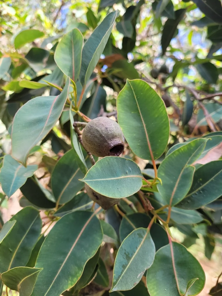 Corymbia Ficifolia