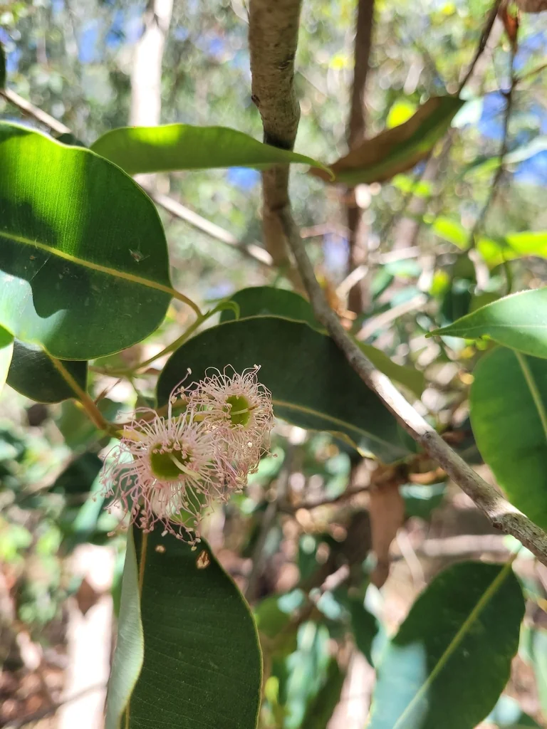Corymbia Ficifolia