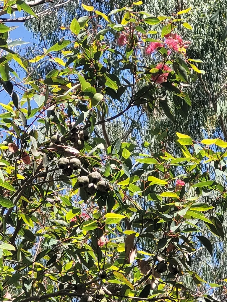 Corymbia Ficifolia