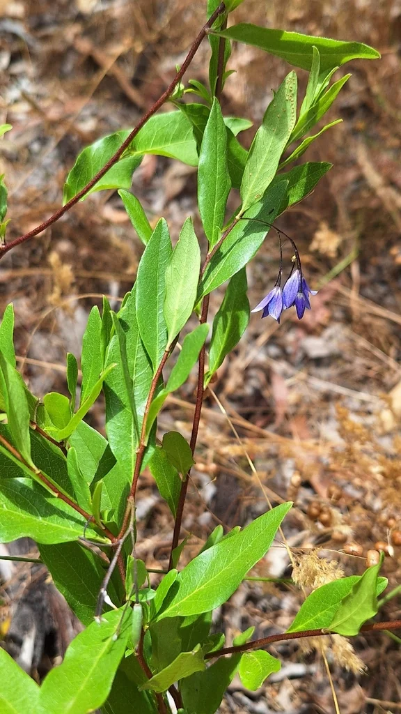 Sollya Heterophylla